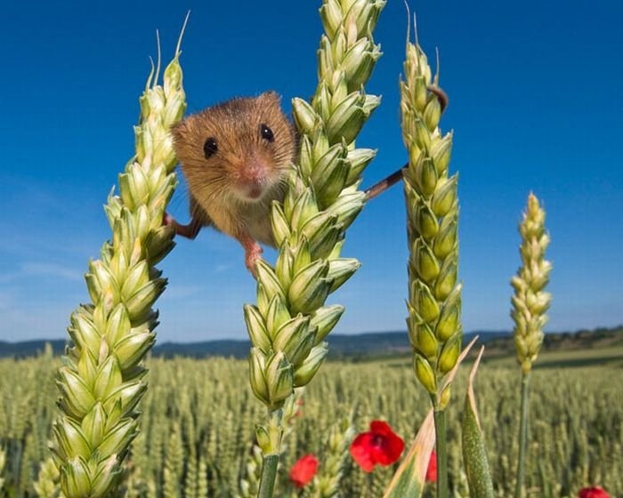 The Secret Life Of The Harvest Mice Amusing Planet